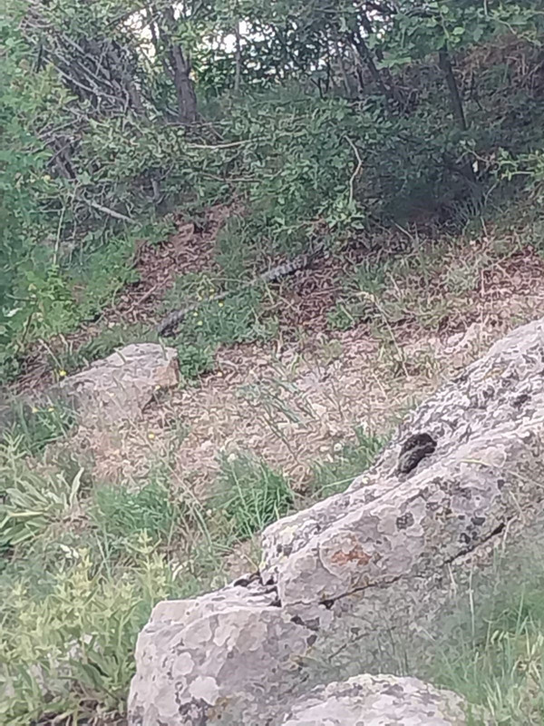 Afyonkarahisar'da doğada çalılıkların arasında 3 metre ile birden çıktı. Vatandaşlar daha bir kısmını görünce o beter hayvanı tanıdı - Resim: 1