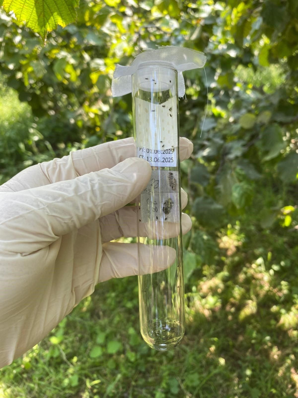 Giresun'da sadece 1 haftada 425.000 çoğalarak her yeri istila eden hayvana karşı kimsenin affı yok! 55 bin 888 tanesi salındı, 34,112 daha salınacak - Resim: 4