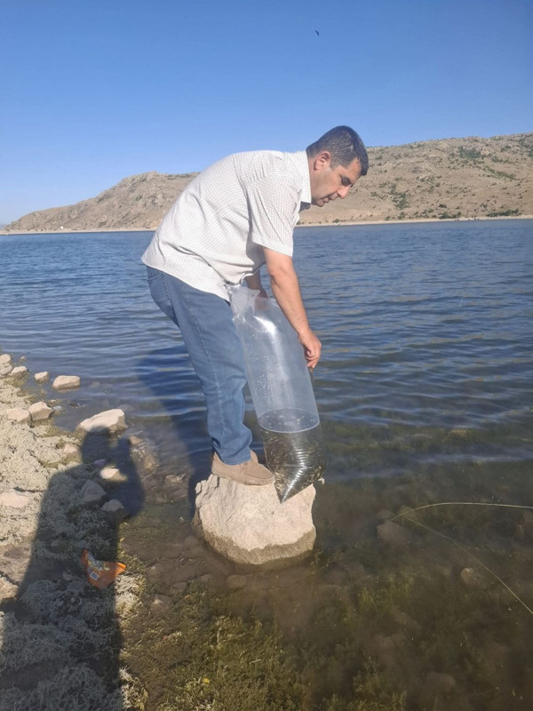 Afyonkarahisar'da 85.000 tanesi özel koruma içerisinde el değmeden getirildikten sonra doğaya salındı - Resim: 1