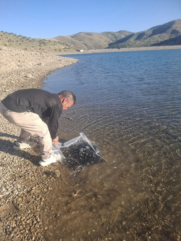 Afyonkarahisar'da 85.000 tanesi özel koruma içerisinde el değmeden getirildikten sonra doğaya salındı - Resim: 3