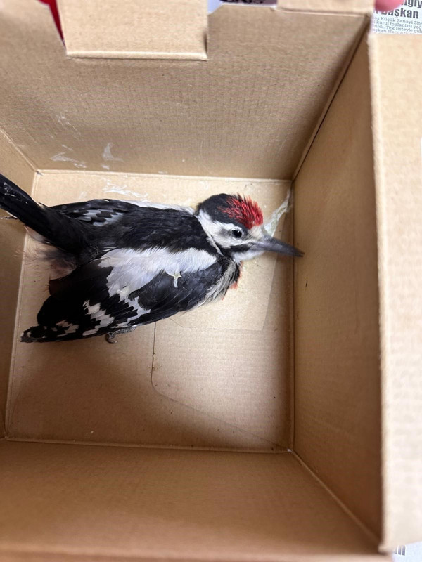 Besni’de 15 yaşındaki genç yaralı alaca ağaçkakanı görünce duramadı, hemen ekipleri çağırdı - Resim: 4