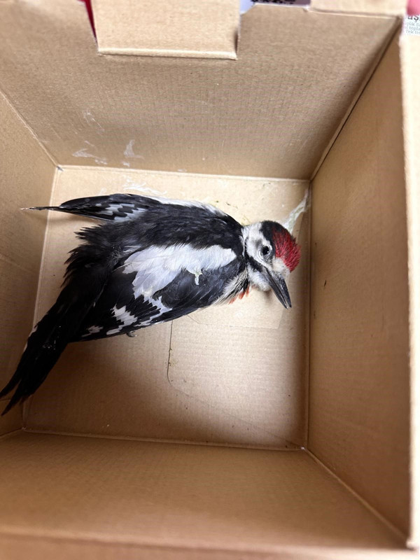 Besni’de 15 yaşındaki genç yaralı alaca ağaçkakanı görünce duramadı, hemen ekipleri çağırdı - Resim: 2