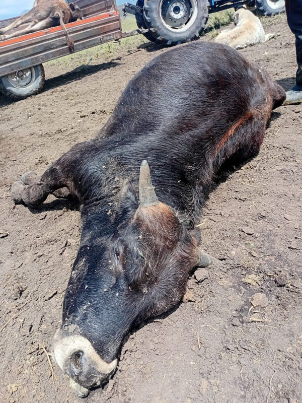 Erzurum’da 2 mahallede çobanlar ortak yerde hayvan otlatıyordu. Yaylaya gidince 4 hayvanı korkunç halde gördüler - Resim: 3