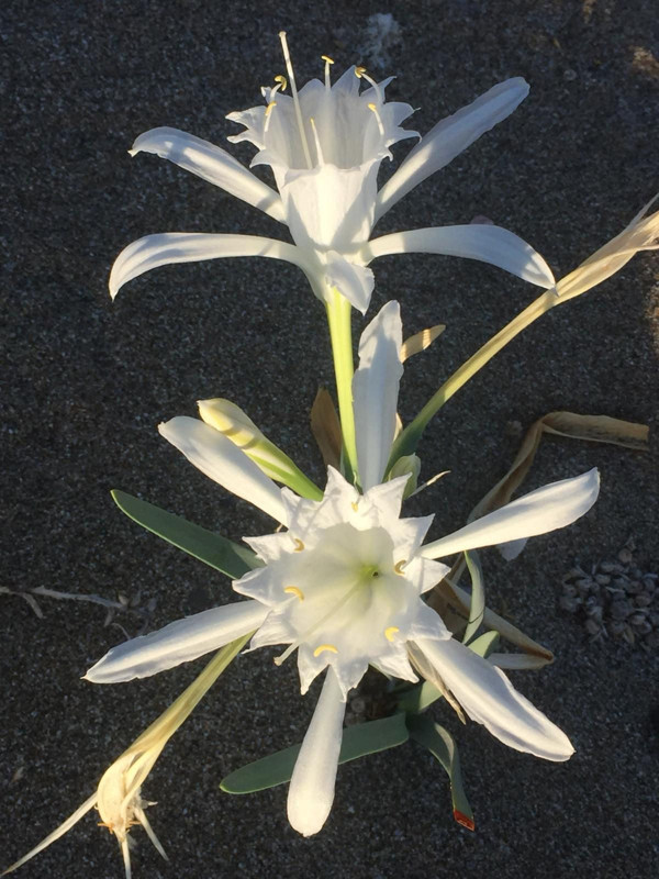 Alanya'da doğada her yerde görülmeye başladılar. Dokunanın 387 bin 141 TL'si yanacak - Resim: 3