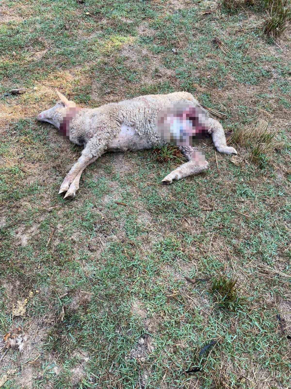 İstanbul’un hemen dibinde sabah saatlerinde yaşandı! 5 tanesi yerdeydi, seslerini kimseye duyuramadılar - Resim: 8