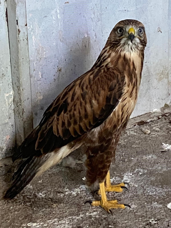Tunceli’de bitkin halde bulunan 3 yırtıcı kuş tedavi edildi, doğaya salındıkları anlar nefes kesti - Resim: 4