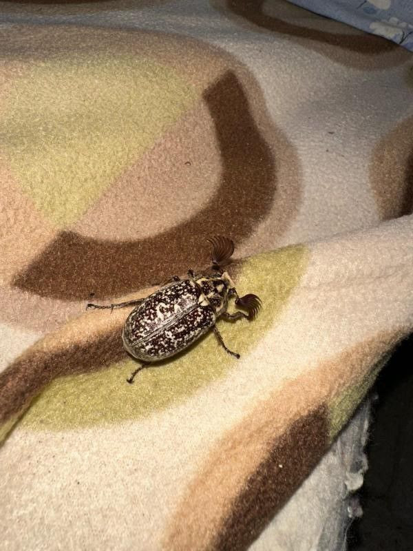 Batman’da bir evde ortaya çıktı! Dünyada nadir rastlanıyor, güzelliğiyle görenleri büyüledi - Resim: 1