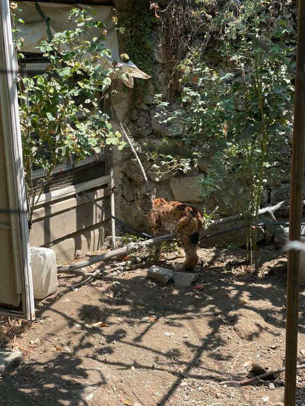 Çorum'da tavuk kümesine girince ortalık karıştı! Ekipler yakaladı, mahalle rahatladı - Resim: 1