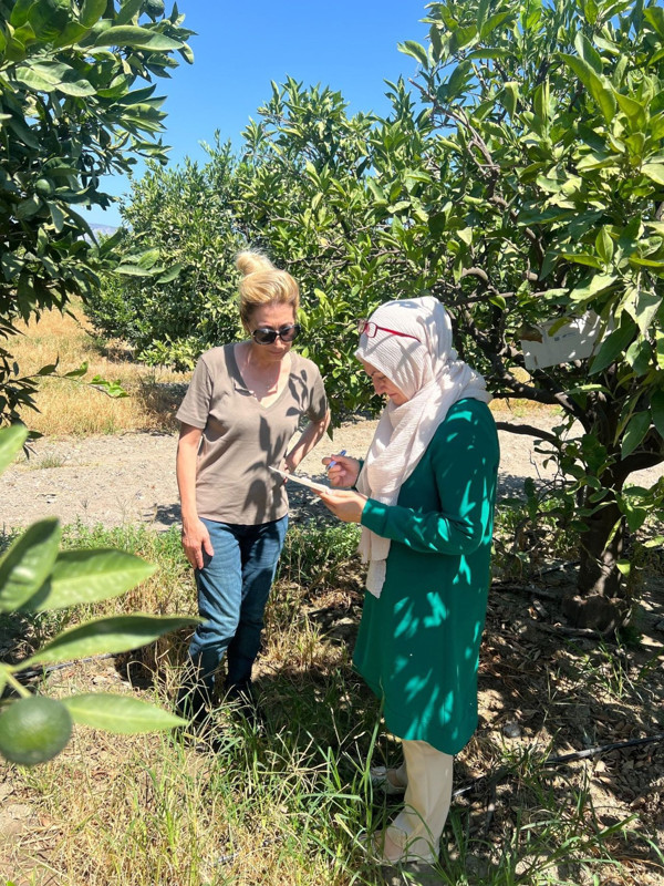 Aydın Söke’de zeytin ve narenciye bahçelerinde zararlı kontrolleri sürüyor - Resim: 3