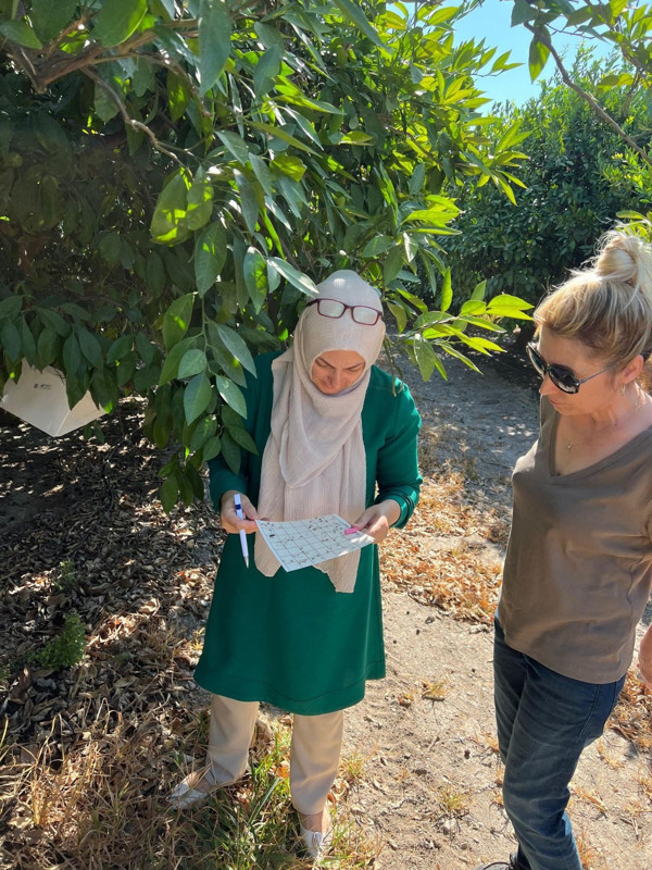 Aydın Söke’de zeytin ve narenciye bahçelerinde zararlı kontrolleri sürüyor - Resim: 1