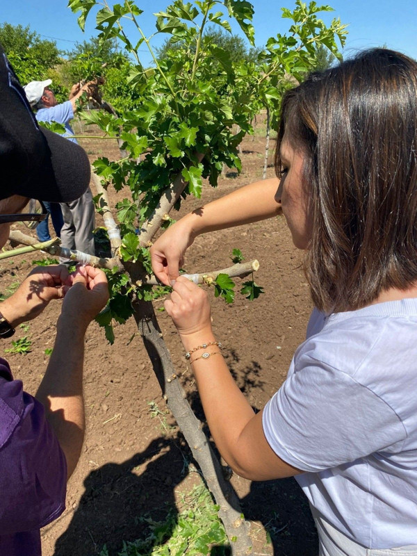 Elazığ’da ipek böceği yetiştiriciliği için dut ağaçlarına 300 göz aşısı yapıldı - Resim: 3