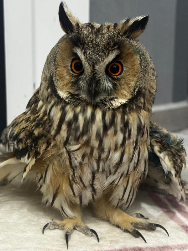 Çırpınarak kurtulmaya çalıştı. Onunla göz göze gelince sessiz çığlığı duyuldu - Resim: 4