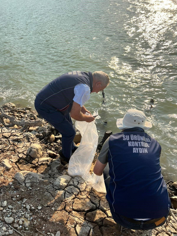 Aydın’da baraj gölünde hareket başladı… 600 bin canlı suya karıştı, görüntüler dikkat çekti - Resim: 2