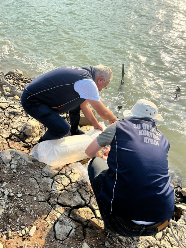 Aydın’da baraj gölünde hareket başladı… 600 bin canlı suya karıştı, görüntüler dikkat çekti - Resim: 1