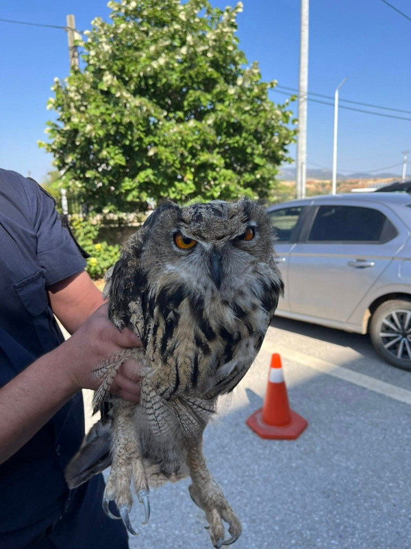 Konya’da kırsalda hareketsiz halde bulundu… Hayvan tedavi altına alındı - Resim: 2