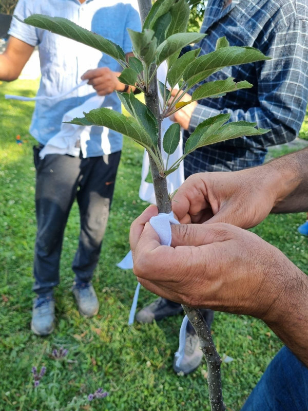 Kars’ın Digor ilçesinde elma, erik ve vişne ağaçlarına aşılama yapıldı, verim artışı hedefleniyor - Resim: 2