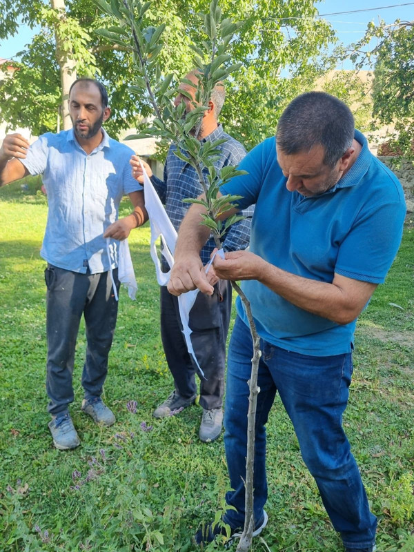 Kars’ın Digor ilçesinde elma, erik ve vişne ağaçlarına aşılama yapıldı, verim artışı hedefleniyor - Resim: 1