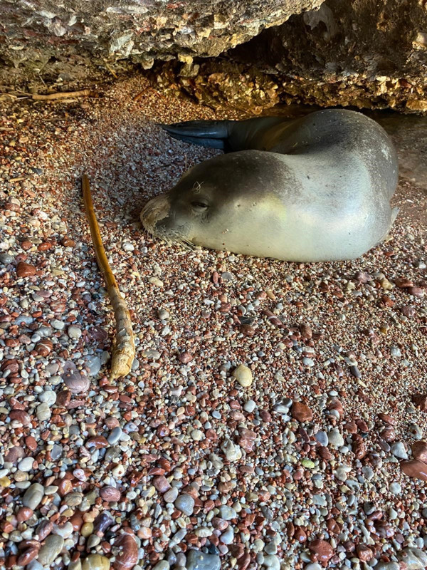 Muğla’nın Datça ilçesinde sahile çıkan canlıyı görenler yaklaşamadı, ekipler güvenlik şeridi çekti - Resim: 4
