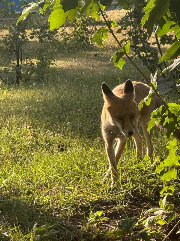 Kütahya’da maden işçilerinin yemekhanesine sık sık uğruyor, adeta maskot oldu - Resim: 4
