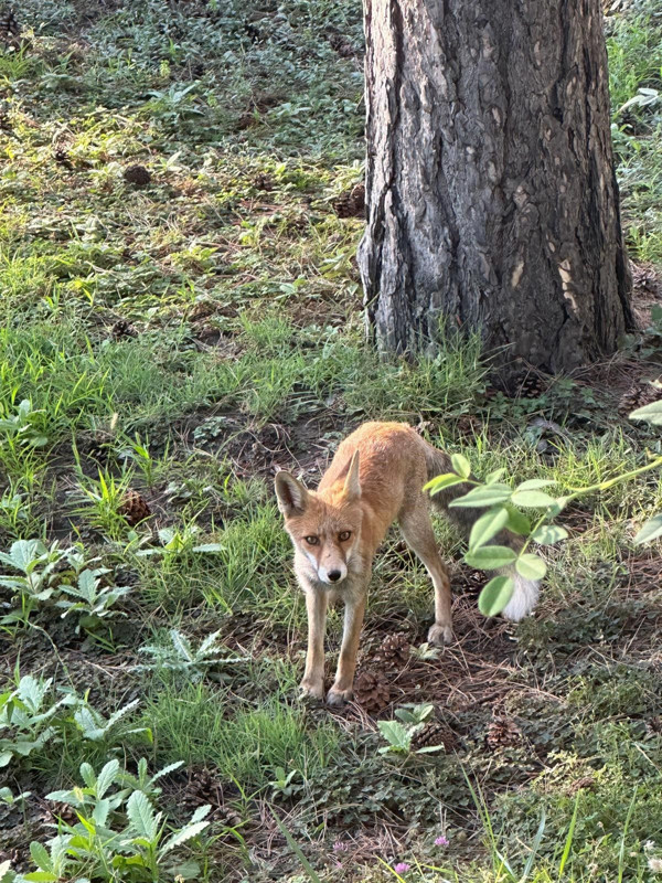 Kütahya’da maden işçilerinin yemekhanesine sık sık uğruyor, adeta maskot oldu - Resim: 2