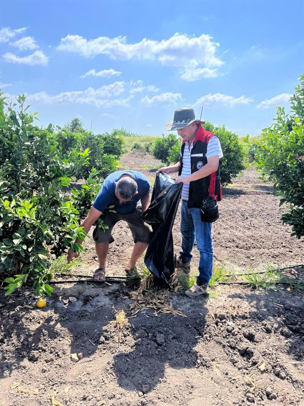 Adana’da 47.7 dereceyi bulan sıcaklıkta yanan turunçgiller Akdeniz Meyve Sineği riskine karşı toplatıldı - Resim: 4