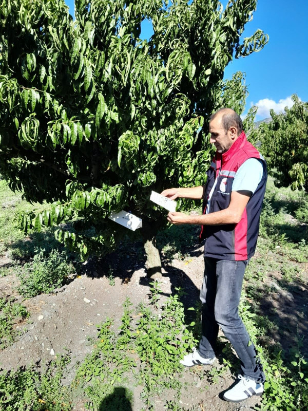 Tokat'ta zararlıların yayılımını izleyen feromon tuzaklarıyla ürün kaybı önleniyor - Resim: 1