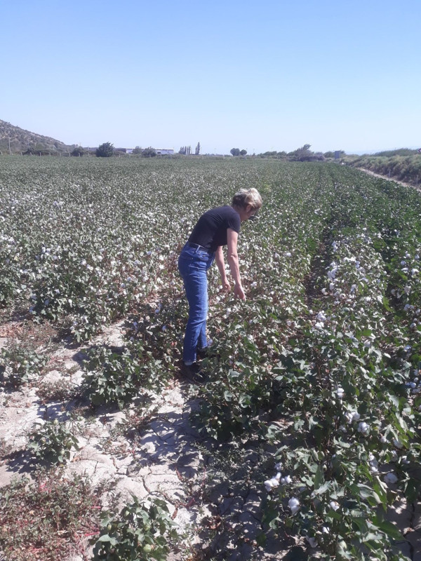 Aydın'da tarlaları gezen ekipler her yerde 100'lercesine rastladı. Gerekirse ruhsatlı ilaçlarla müdahale edilecek - Resim: 2