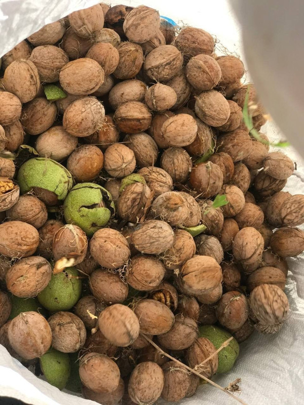 Kabuğu ince, içi dolu Erzincan cevizi 150-200 liradan alıcı buluyor - Resim: 1