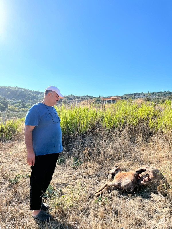 Antalya’da bir gecede olanlar oldu. Gerçek sabah ortaya çıktı! ağıldaki manzara kahretti - Resim: 1