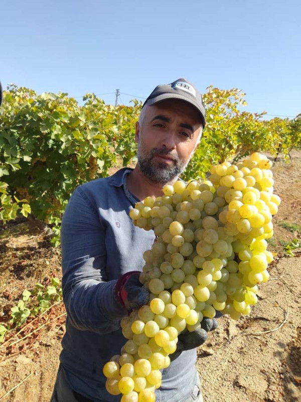 Elazığ'da üreticiler elini bağa atınca şok geçirdi! "Bizim için en büyüğü bu" - Resim: 2