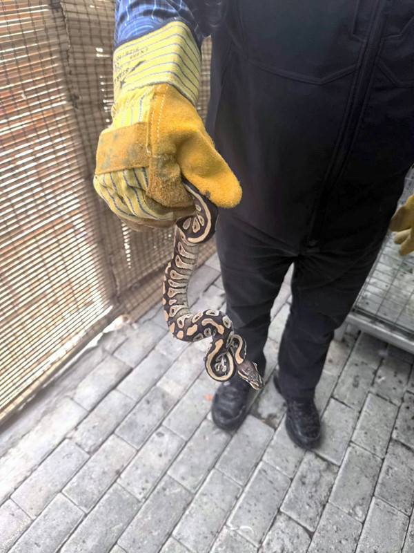 Konya’da yapılan asayiş kontrolünde ekipler şaşkına döndü! Vatandaşın cebinde korkunç hayvan çıktı - Resim: 3