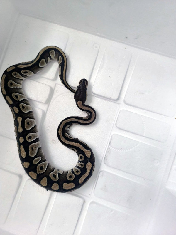 Konya’da yapılan asayiş kontrolünde ekipler şaşkına döndü! Vatandaşın cebinde korkunç hayvan çıktı - Resim: 2