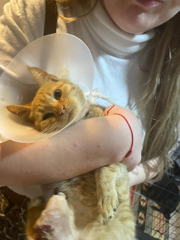 Isparta’da pes dedirten vicdansızlık! Büyü için sokak hayvanlarının uzuvlarını kesmişler - Resim: 2