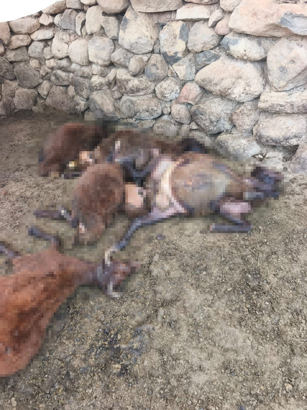 Muş’ta 20 koyun telef oldu! Manzarayı görenlerin yüreği sızladı - Resim: 2