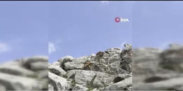 Ağrı’da sarp kayalıklarda gezinirken, kafasını 2 kayanın arasından bir anda uzattı. Beyaz tüyleriyle gören herkesi büyüledi - Resim: 2