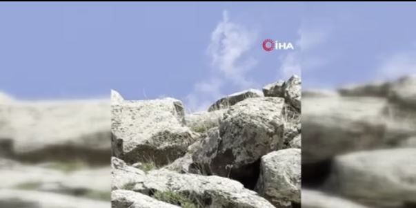 Ağrı’da sarp kayalıklarda gezinirken, kafasını 2 kayanın arasından bir anda uzattı. Beyaz tüyleriyle gören herkesi büyüledi - Resim: 1