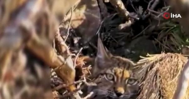 Bolu'da doğada devriye gezen ekipler çalılıkların arasındaki detayı fark etti! Önce 1 sonra 2 sonra da 3 tanesi oradaydı kendini müthiş gizledi - Resim: 4