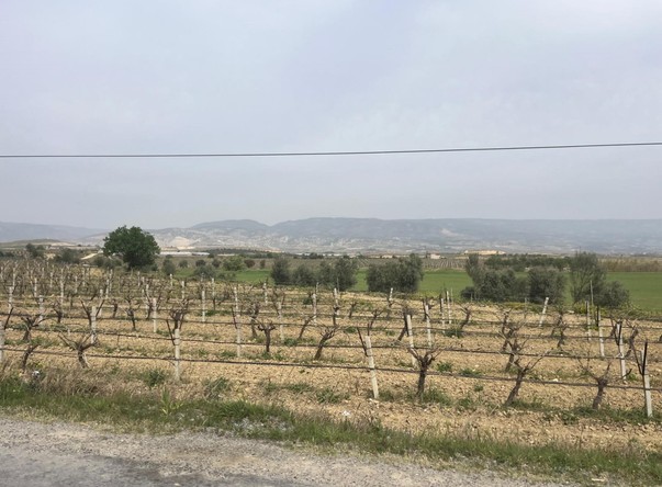 Denizli'de 60.000 hektarlık alanda çalışmalar sona erdi. Erken gelen bahar ile birlikte dallar uyanmaya başladı - Resim : 1