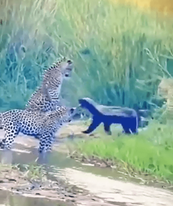 Dünyanın en korkusuz hayvanı...3 büyük ölümcül yırtıcıya tek başına kafa tuttu. Görünce 'helal' diyeceksiniz - Resim : 1