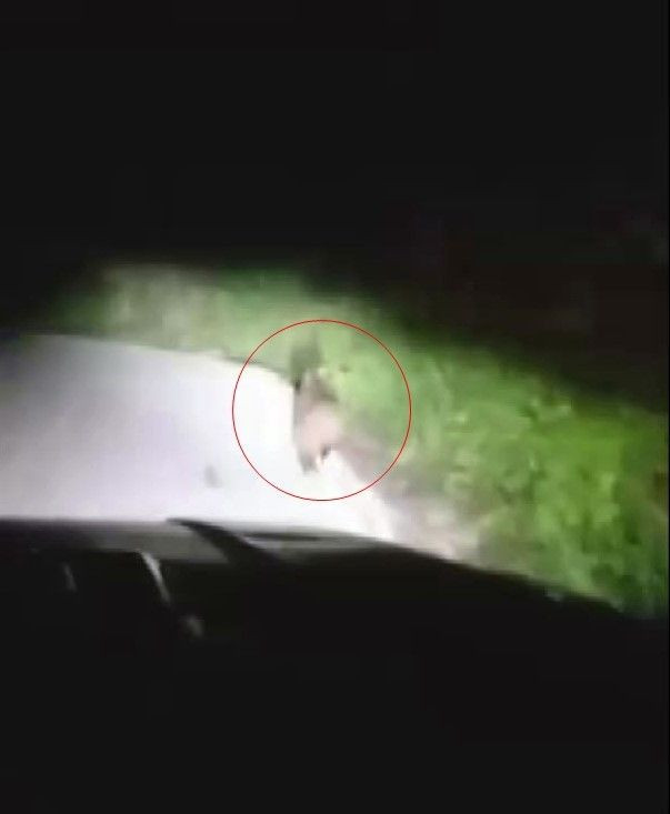 Sapanca’da yola inen minik yavru ayı panikle araçların önüne çıktı. Bir süre sonra kayboldu - Resim: 1