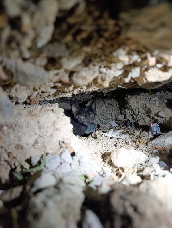 Hatay’da beton boruda mahsur kalan hayvan uzun uğraşlarla kurtarıldı - Resim: 2