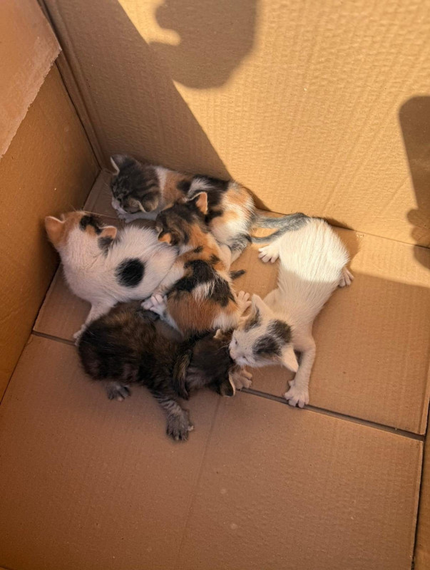 Hatay'da konteynerin altından gelen sesler harekete geçirdi.  1 değil 5 tane yavru mahsur kaldığı yerden çıkarıldı - Resim: 3