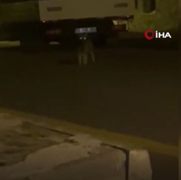 Ankara'nın Polatlı ve Elmadağ ilçelerinde bir anda ortaya çıktılar. Onları görenler büyük bir korku yaşadı - Resim: 2