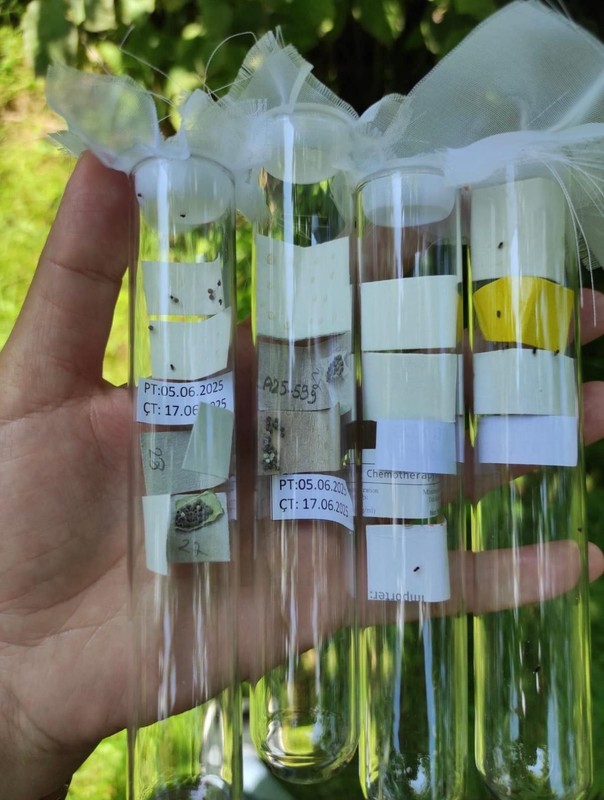 Rize'de 50.000 tanesi yetkililer tarafından doğaya salındı. Resmi olarak yapacakları tek 1 görev var - Resim: 3