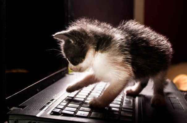 Bilgisayar korsanlarından "kedili" tuzak: Google'da aratırken dikkatli olmanız gereken o kelimeler! - Resim: 3