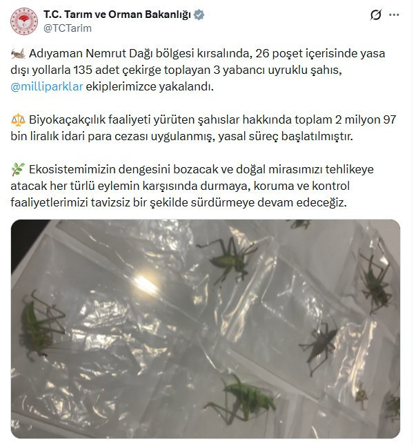 Ülkenin çekirgesini de çaldılar! 3 kaçakçı yakalandı: Türkiye'ye servet ödeyecekler - Resim : 2