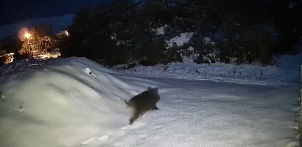 Elazığ'da kar bastırınca sürü halinde ortaya çıktılar. Hepsinin tek derdi var. Sonra ormana kaçtılar - Resim : 1