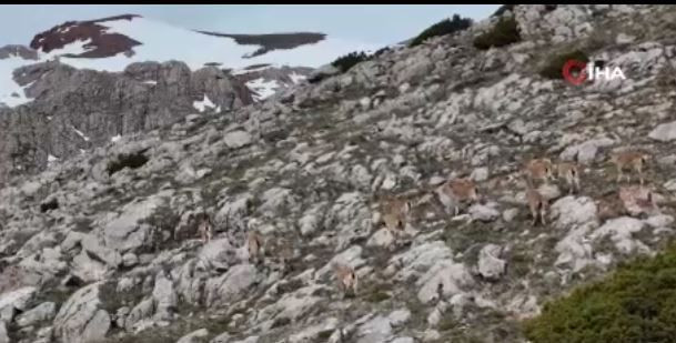 Erzincan ve Tunceli arasında 12 tanesi doğada birden çok imkansız bir yerde ortaya çıktı. Her birine dokunmanın tanesi 660.000 - Resim: 3