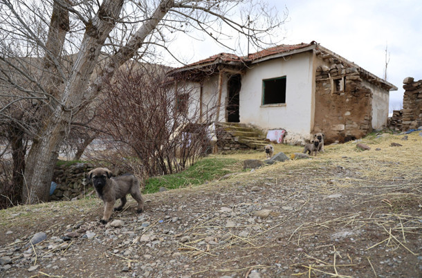 Sivas'taki bu köye 15 yıldır uğrayan yok! Cinli köyde besmele çekerek gezdi! - Resim : 1
