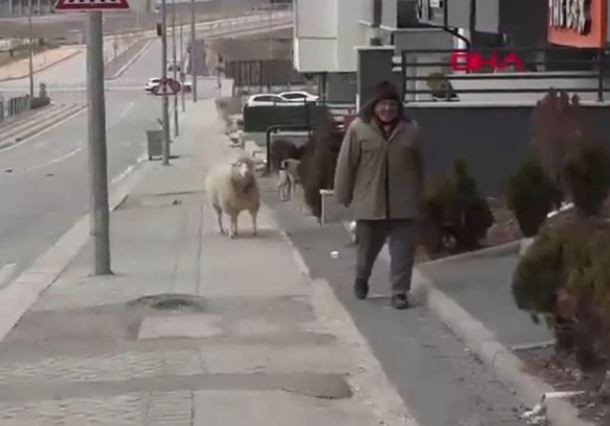 Eskişehir'de 3 aylıkken aldığı koyunun yaptığı hareketi görünce konu komşu resmen hayrete düştü! 4 yıl detayı duyanları daha da şaşırttı - Resim: 3